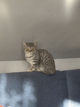 Britisch Kurzhaar kitten