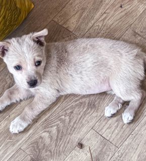 Penny ist eine kleine Herzensbrecherin