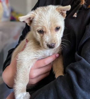 Penny ist eine kleine Herzensbrecherin