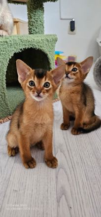 Vier edle reinrassige Abessinier Katerchen Blau und Ruddy – kleine Persönlichkeiten fürs Leben🐾❤️