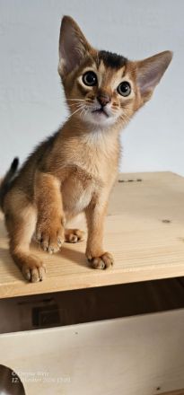 Vier edle reinrassige Abessinier Katerchen Blau und Ruddy – kleine Persönlichkeiten fürs Leben🐾❤️