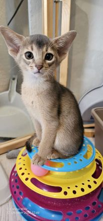Vier edle reinrassige Abessinier Katerchen Blau und Ruddy – kleine Persönlichkeiten fürs Leben🐾❤️