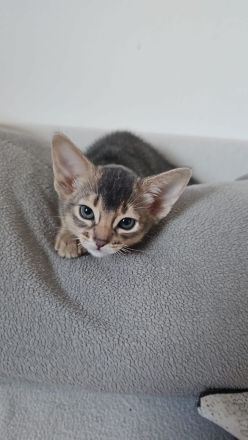 Vier edle reinrassige Abessinier Katerchen Blau und Ruddy – kleine Persönlichkeiten fürs Leben🐾❤️