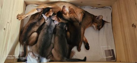 Vier edle reinrassige Abessinier Katerchen Blau und Ruddy – kleine Persönlichkeiten fürs Leben🐾❤️