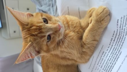 Maine Coon Mix Kater zu verkaufen