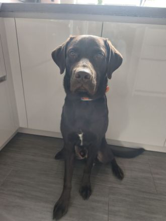 Labrador Schoko Junghund