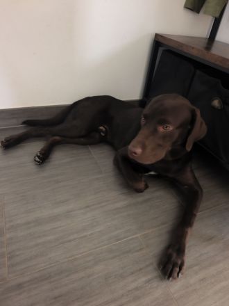 Labrador Schoko Junghund