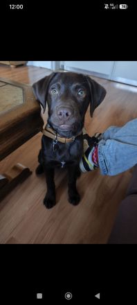 Labrador Schoko Junghund