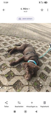 Labrador Schoko Junghund