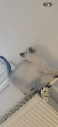Süße BKH Maus