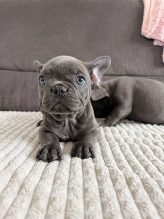 zuckersüße französische Bulldoge Welpe blue