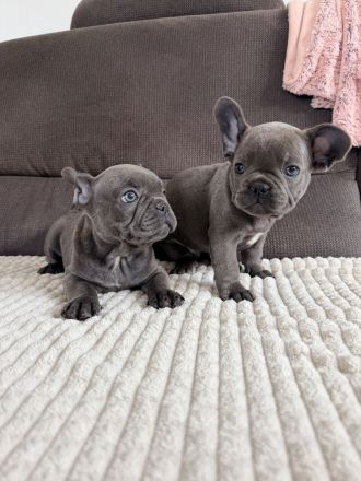 zuckersüße französische Bulldoge Welpe blue