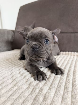 zuckersüße französische Bulldoge Welpe blue