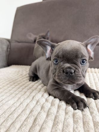 zuckersüße französische Bulldoge Welpe blue