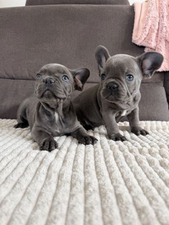 zuckersüße französische Bulldoge Welpe blue