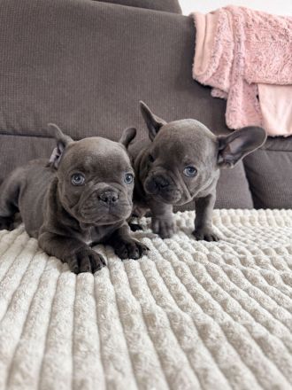 zuckersüße französische Bulldoge Welpe blue