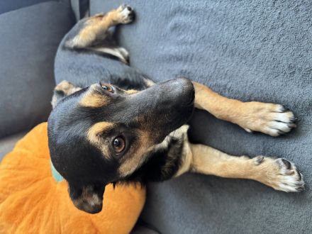 Oscar sucht ein zuhause