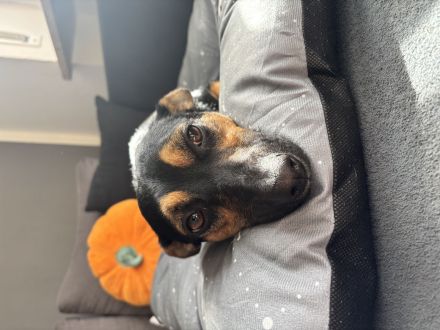 Oscar sucht ein zuhause