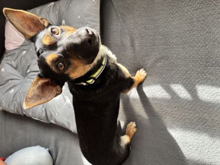 Oscar sucht ein zuhause