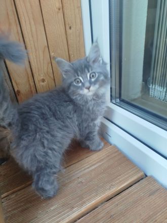 Süße reinrassige Maine Coon Kitten Kater