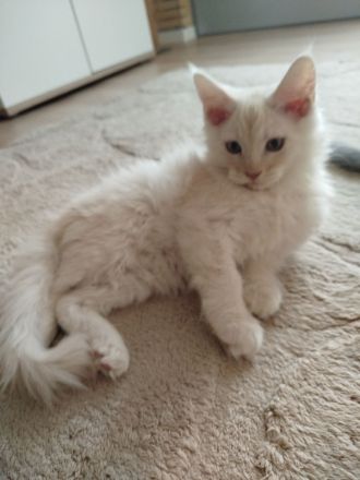 Süße reinrassige Maine Coon Kitten Kater
