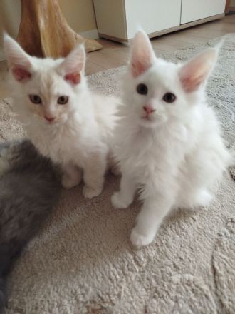 Süße reinrassige Maine Coon Kitten Kater