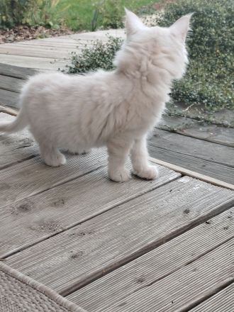 Süße reinrassige Maine Coon Kitten Kater