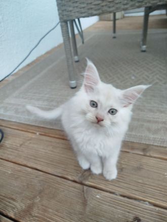 Süße reinrassige Maine Coon Kitten Kater