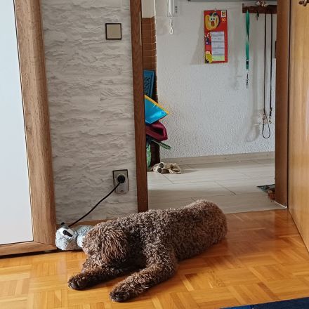 Lagotto Bobby
