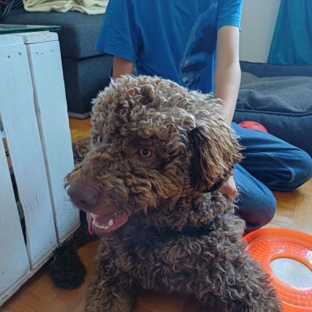 Lagotto Bobby