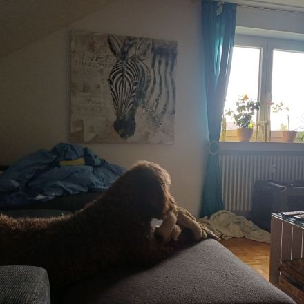 Lagotto Bobby