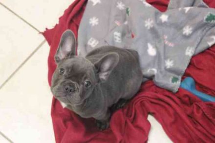 Chiquita, Franz. Bulldogge, geb. 6/ 2006, su. verantwortungsbewusste Besitzer