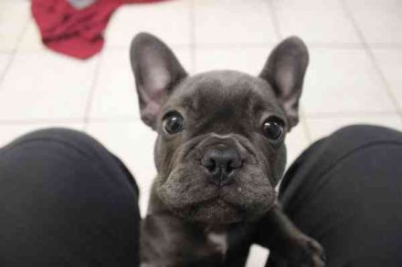 Chiquita, Franz. Bulldogge, geb. 6/ 2006, su. verantwortungsbewusste Besitzer
