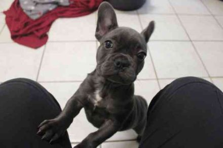 Chiquita, Franz. Bulldogge, geb. 6/ 2006, su. verantwortungsbewusste Besitzer