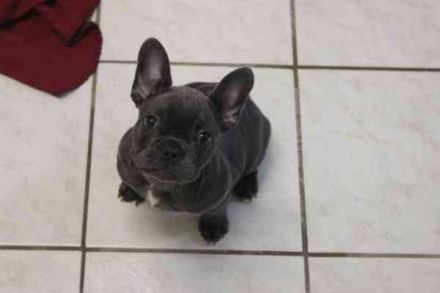 Chiquita, Franz. Bulldogge, geb. 6/ 2006, su. verantwortungsbewusste Besitzer