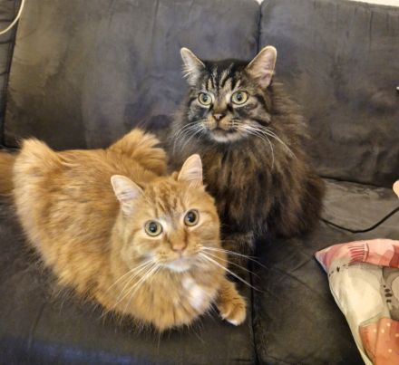 2 Main coon mix