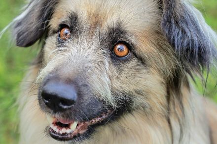 Theo – Ein sanftmütiger Partner fürs Leben