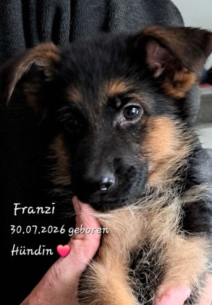 Franzi – kleine Schäferhund-Dame sucht ein liebevolles Zuhause