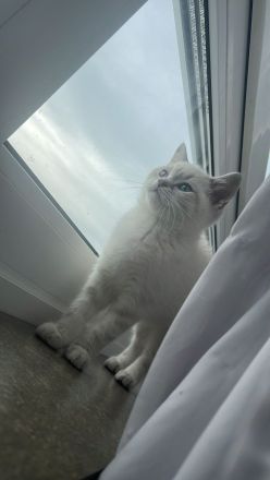 Liebevolle BKH Point Katze Luna sucht ein schönes Zuhause