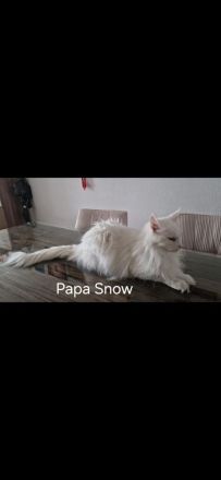 4 hübsche Maine Coon Kitten suchen ab Mitte Dezember ein liebevolles Zuhause