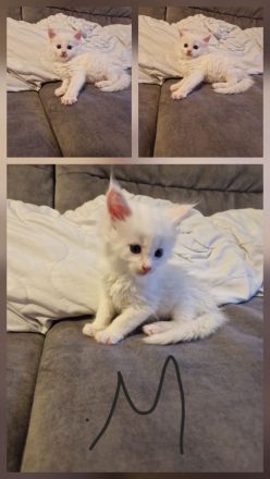 4 hübsche Maine Coon Kitten suchen ab Mitte Dezember ein liebevolles Zuhause