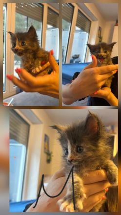 4 hübsche Maine Coon Kitten suchen ab Mitte Dezember ein liebevolles Zuhause