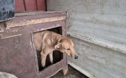 Schüchterne aber sanfte Hundeseele Theya sucht Zuhause
