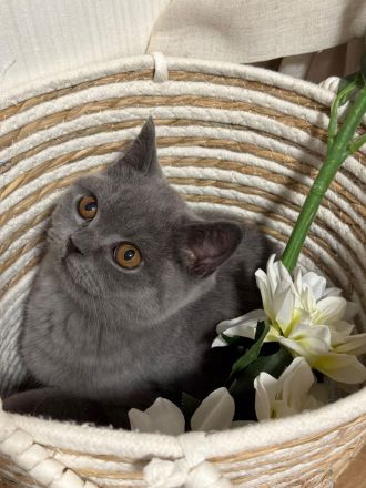 Britisch Kurzhaar Katzen blue/grau