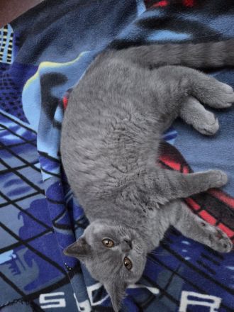 Britisch Kurzhaar Katzen blue/grau
