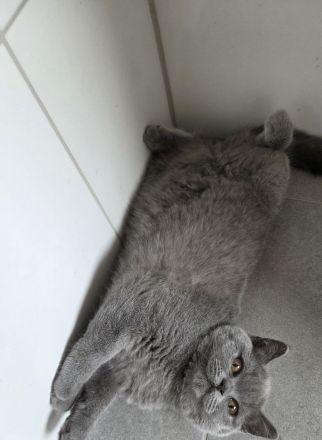 Britisch Kurzhaar Katzen blue/grau