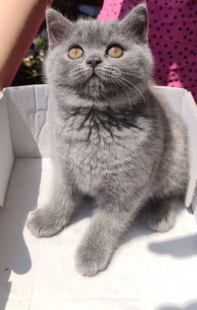 Britisch Kurzhaar Katzen blue/grau