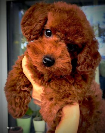 Toypudel, 3 Monate alt, asiatische Abstammung
