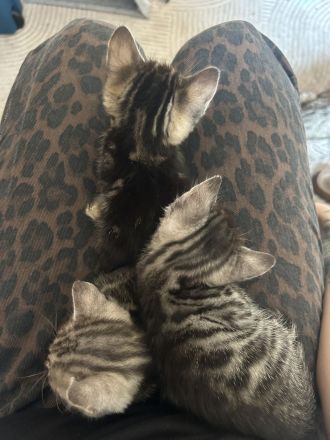 Süßer Bengal Main Coon Kater
