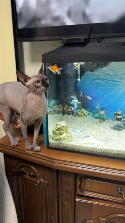 Reinrassiger Kanadischer Sphynx